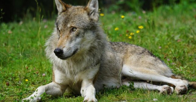 Rioja matar lobos impunidad