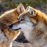 À la consultation publique, la proposition de directive qui réduit le niveau minimum de protection du loup aux États-Unis