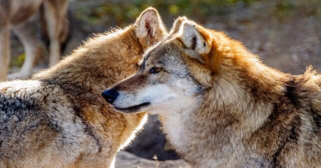 A consulta pública la propuesta de directiva que rebaja el nivel mínimo de protección del lobo en EU