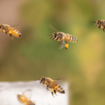 «AI Beeguard»: intelligence artificielle pour protéger les ruches des guêpes invasives qui menacent l'apiculture