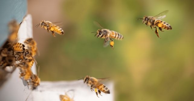 IA proteger colmenas avispas invasoras