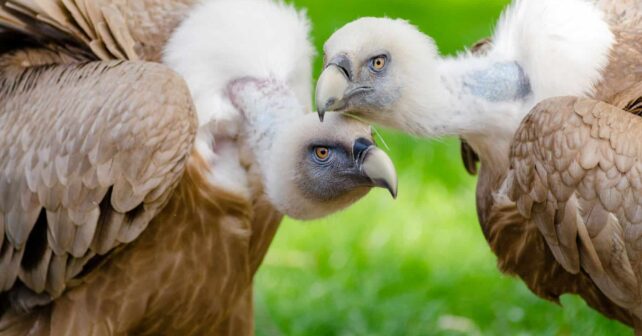 buitres envenenados cazadores furtivos