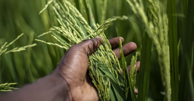 Agricultura regenerativa IICA Bayer