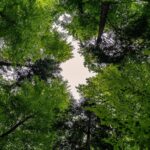 Alliance Zero Deforestation: «Vers un avenir sans déforestation»