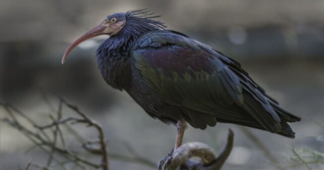Alt Empordà ibis eremita procedentes Jerez