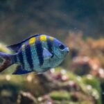 Améliorer les conditions du transfert des poissons et des animaux aquatiques: clameur des organisations environnementales avant l'UE