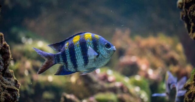 peces traslado