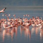 Après les dernières pluies, Flamenco revient aux Marismas d'Odiel à Huelva pour reproduire