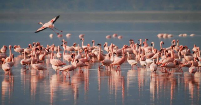 Flamencos marismas odiel