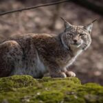 Aragon: sous les projecteurs pour continuer la réintroduction du lynx