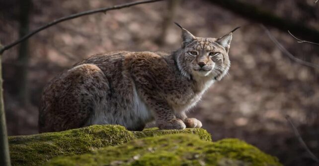Aragón reintroducción lince