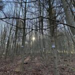 Arronategi Martoscope: Une zone délimitée dans l'environnement naturel pour évaluer les pratiques forestières de manière contrôlée
