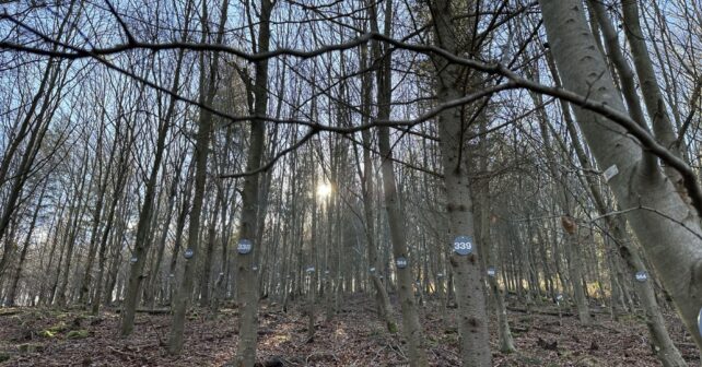 Marteloscopio Arronategi forestal