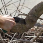 Ávila: Les municipalités se préparent pour la saison des incendies de forêt au moyen de l'élimination de leur environnement