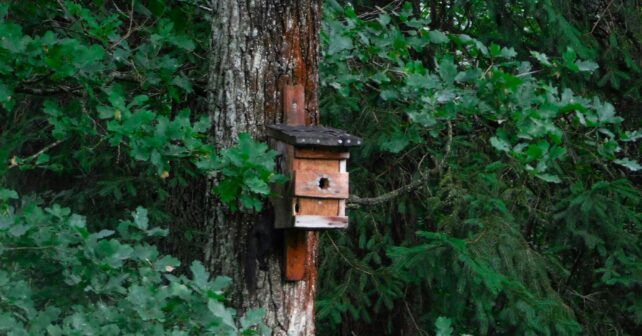 Bosques Sinérgicos refugios fauna