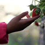 # Campagne PlanThealth4Life: la protection de la santé des plantes dans l'UE