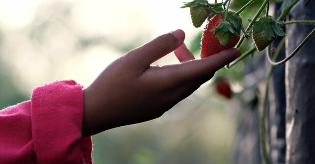 #PlantHealth4Life protección sanidad vegetal