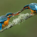 Catalogya: SEO / BirdLife a célébré son 70e anniversaire à Barcelone