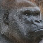 Cent ans du parc «Virunga» au milieu d'un conflit armé sanglant