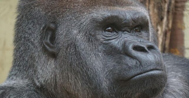 Cien años Virunga