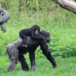Chimpanzés similaires aux humains