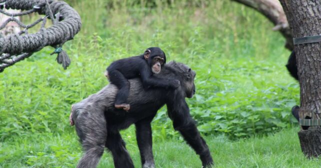 Mamas chimpancés humanos