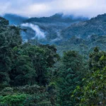 Comment la reconnaissance de la nature en tant qu'artiste aide à la protéger
