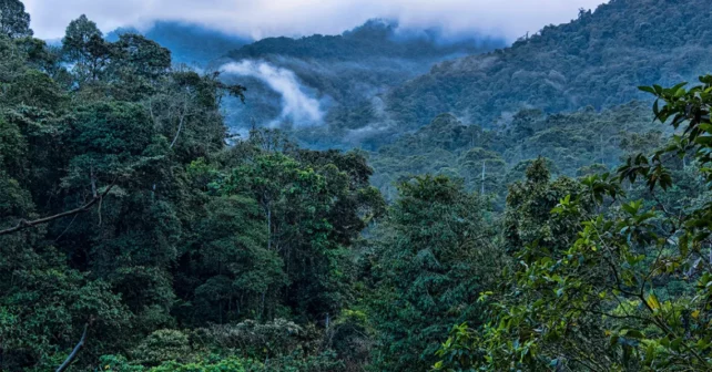 Une forêt de nuages verdoyants en Équateur avec des nuages qui se lèvent en arrière-plan