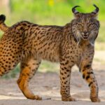 Comment le lynx ibérien a-t-il vécu dans le Pléistocène?