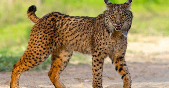 lince ibérico Pleistoceno