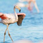 Doñana: Un autre sans succès tentative de reproduction du flamenco pour l'action des prédateurs Wild Bars