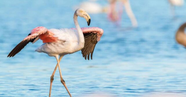 Doñana flamencos crías jabalíes