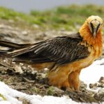 En 3 ans, il y a 11 Cheebranthuesos qui traversent les cieux de Gredos (Huelva)