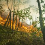 En Espagne au 1er juin, le danger des incendies de forêt sera élevé