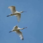 Euskadi a déjà son premier atlas d'oiseaux migrateurs