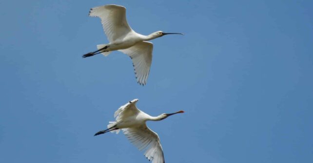 Euskadi Atlas Aves Migratorias