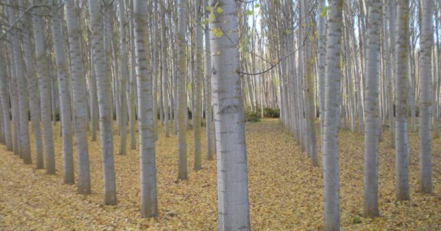IA biodiversidad choperas Fresno Vega