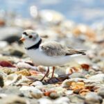 Gran Canarias favorise la protection de leurs oiseaux côtiers