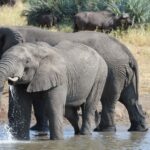 Il y a de moins en moins d'oiseaux et de mammifères disperseurs de graines, la biodiversité en danger
