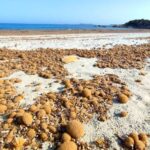 Îles Baléares: la suppression des accumulations de posidonia sur les plages est une mauvaise idée de l'environnement