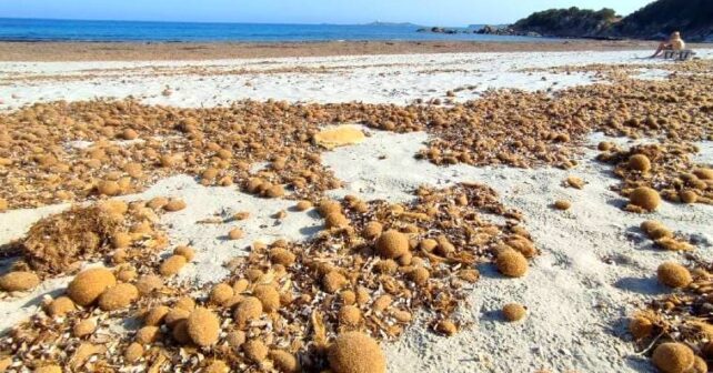 Baleares posidonia playas
