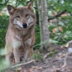 Ils dénoncent la loi qui fait du «loup» la victime du système agroindustriel et du déni politique