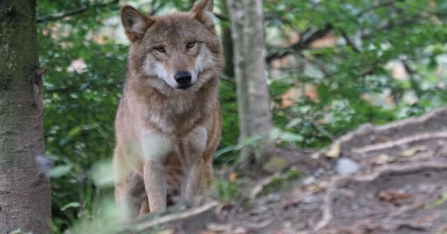 Denuncian la ley que convierte al ‘lobo’ en víctima del sistema agroindustrial y del negacionismo político