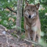 Ils présentent une ressource juridique en Galice pour que les chasseurs cessent de tuer les loups