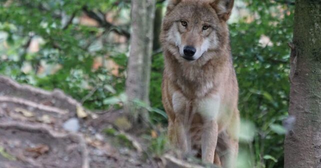 recurso Galicia cazadores matar lobo