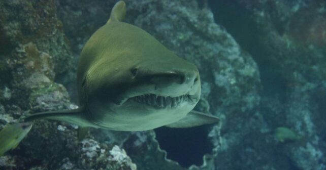 tiburones compartiendo presa