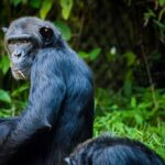 Jane Goodall: les chimpanzés sont capables d'actes violents et de brutalité, mais l'être humain est infiniment pire