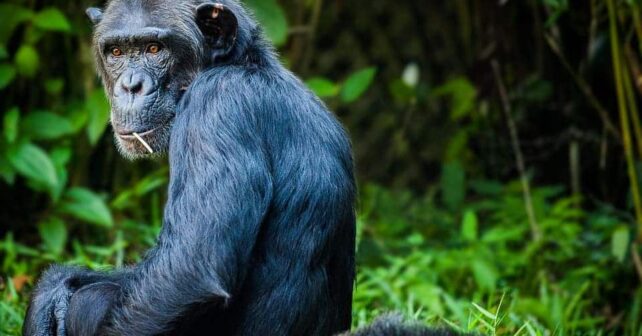 Jane Goodall chimpancés