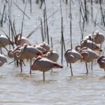 Journée internationale de la diversité biologique 2025: la biodiversité de Doñana nécessite un plan pour le protéger