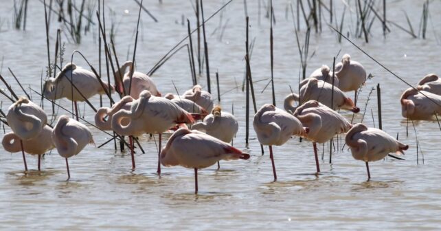 Día Internacional Diversidad Biológica 2025 biodiversidad Doñana